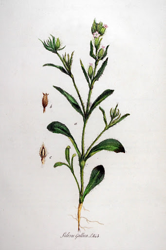 Silene gallica