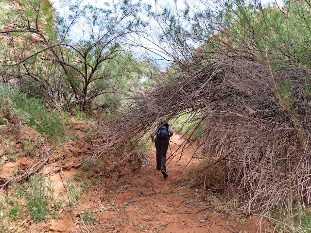 Under some willows and tamarisk