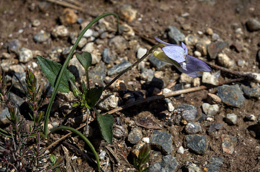 Viola lactea