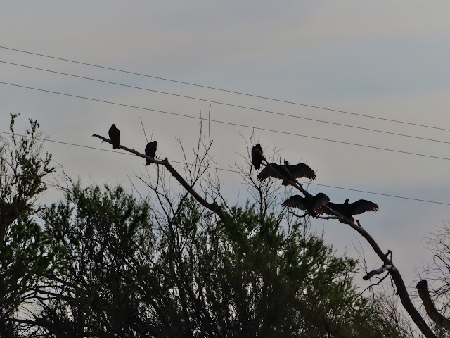 Turkey vultures