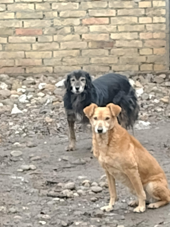 IZBA F-X, taille moyenne, env. 16 kg, née 2013 Ancien de backa (PENSION GORDANA) NON ADOPTABLE - Page 3 AL9nZEWrJJNTaS5Rt7fe_C5IPeo6tXPbxwZvzMwZC_j7A6w5osT8QLS4awY3lQYl6AiwsZXDKZHu-7khE_mdWqN4flApzkl-QLLMdj5DSQeUI_oQDgkk-RxTTsj8DI3Otv0tIayyfzdca2n-iGdG3wnw7vjxbQ=w561-h747-no?authuser=0