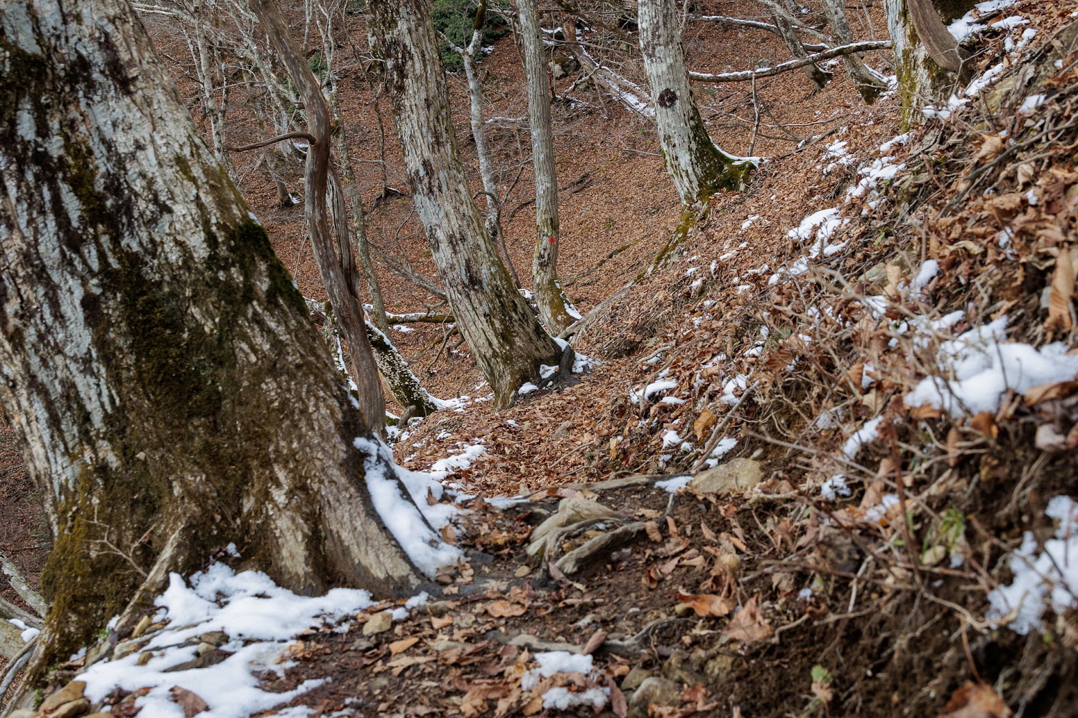 武奈ヶ岳で雪山登山　初冬の御殿山ルート