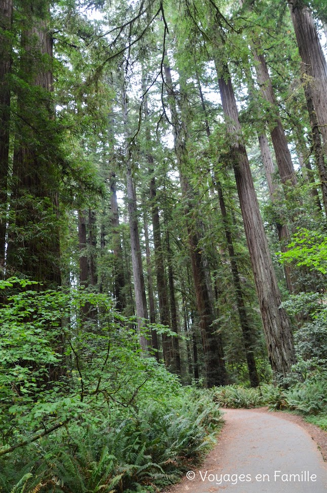 Redwoods SP - Stout Grove