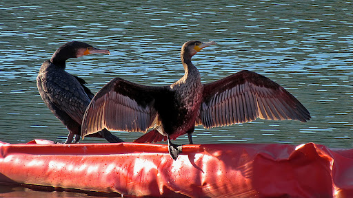 Phalacrocorax carbo