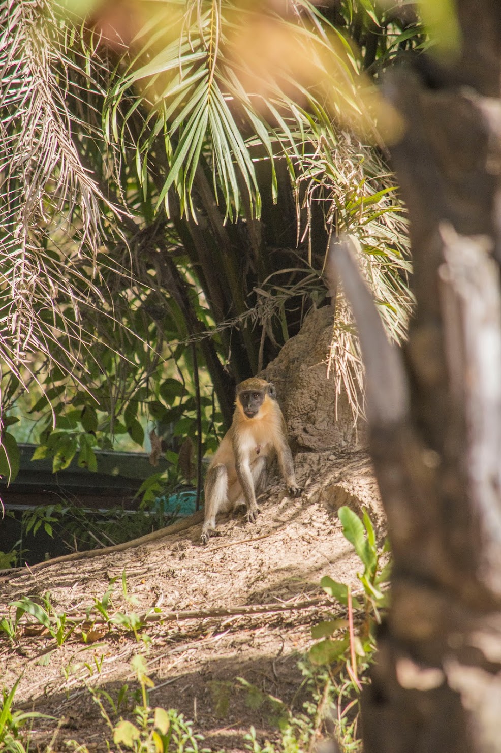 dieren-Gambia