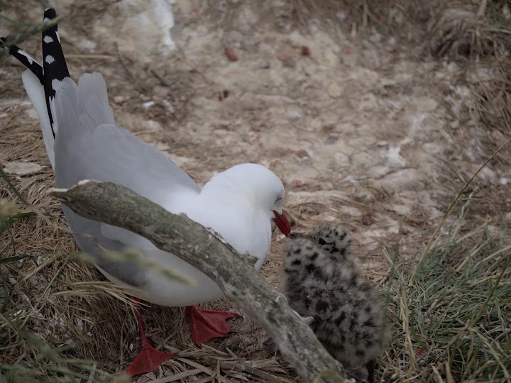 red-billed gull's chicks