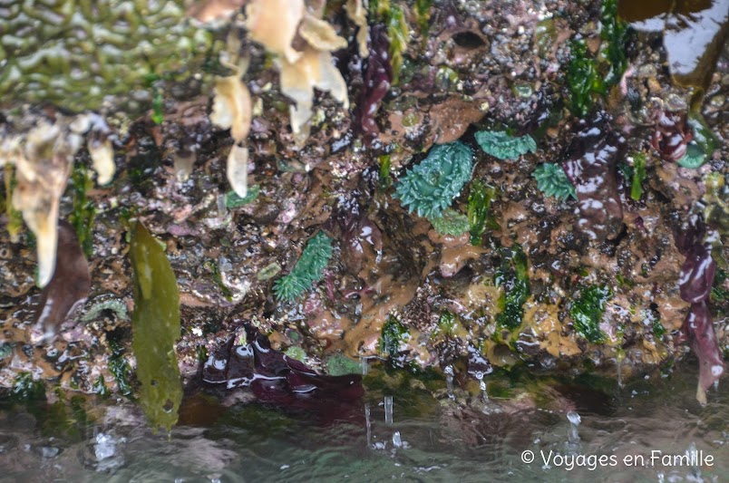 Cape Kiwanda - tidepools