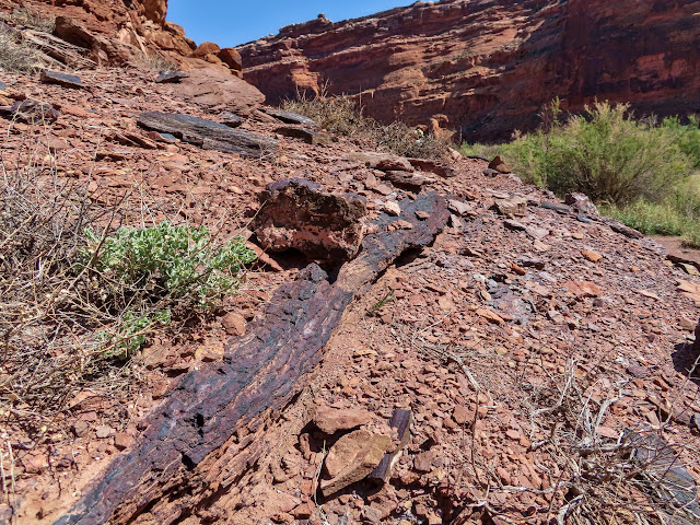 Petrified log