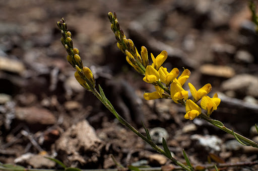 Genista micrantha