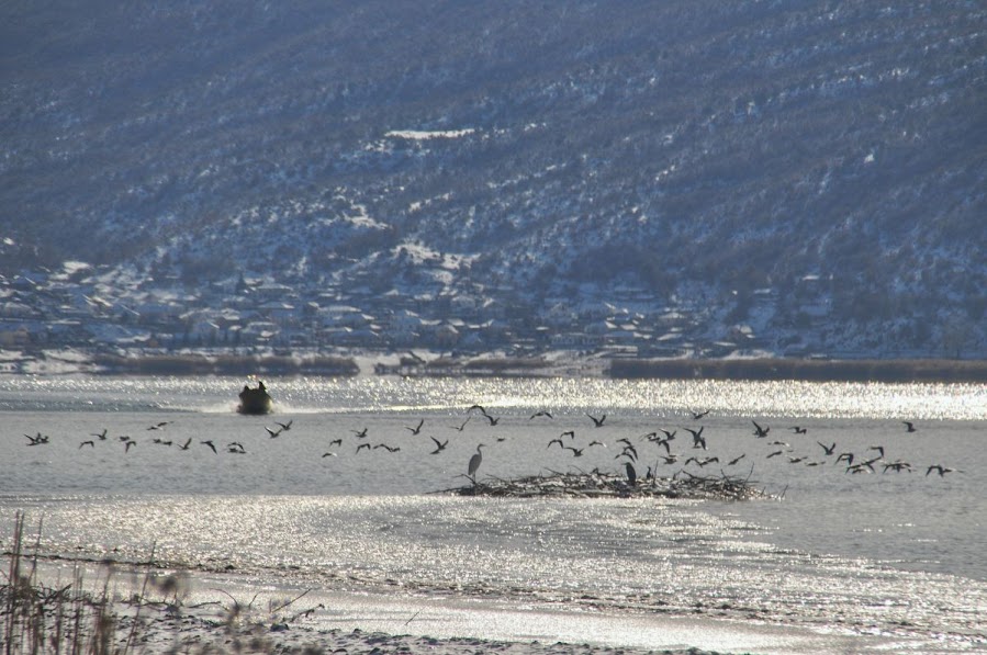 A fishermen boat approaching the shore at Big Prespa Lake West Shore, Korce County, Albania in the winter. Many birds are flying