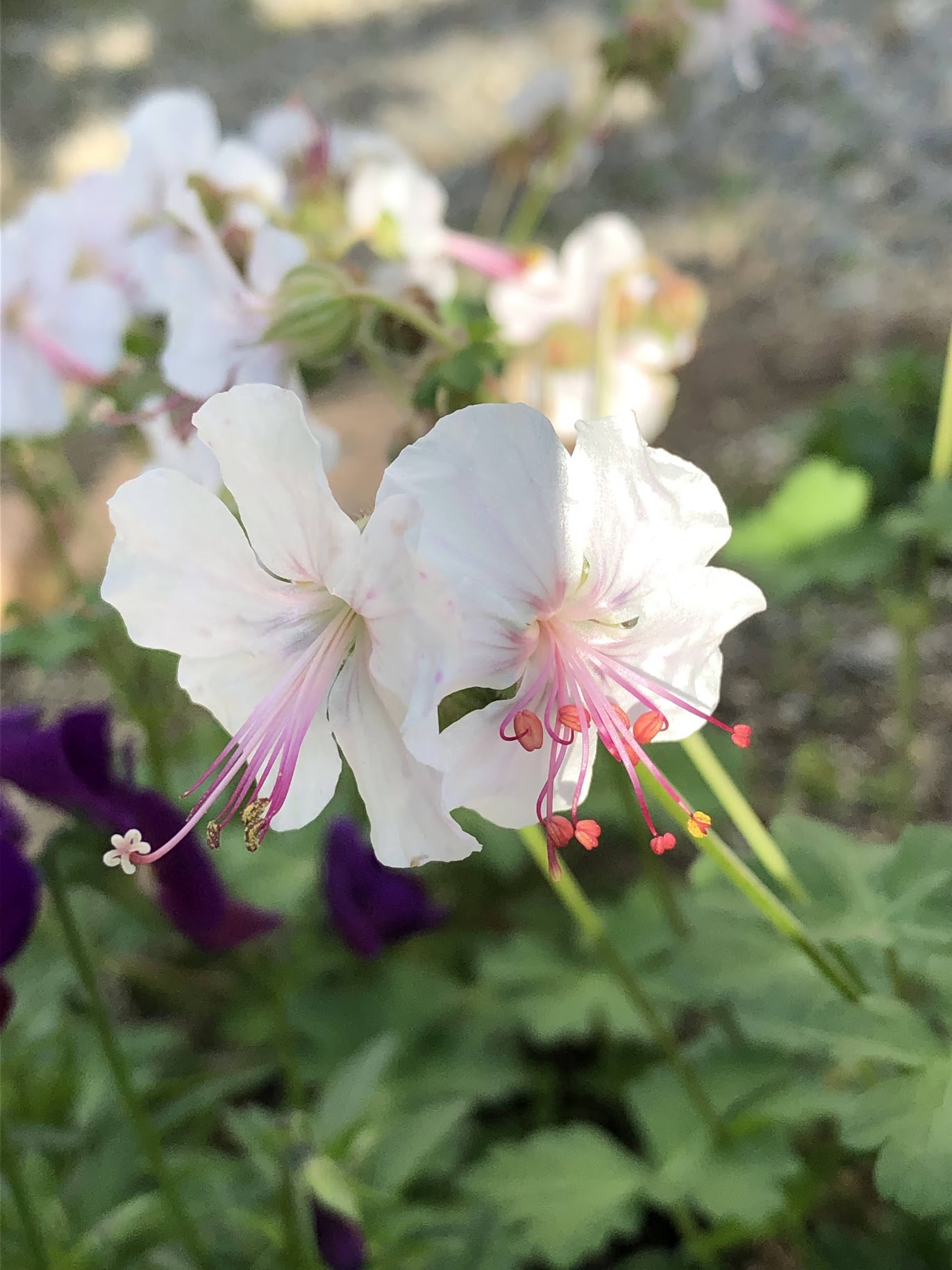 ゲラニウム・ビオコボの花が２つ咲いている様子