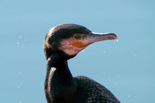 Phalacrocorax carbo