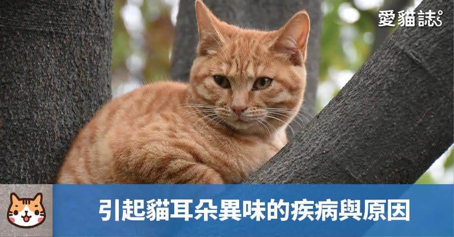 引起猫耳朵异味的疾病与原因