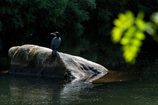 Phalacrocorax carbo