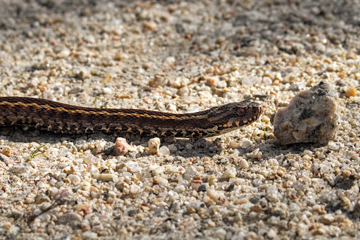 Vipera seoanei subsp. seoanei