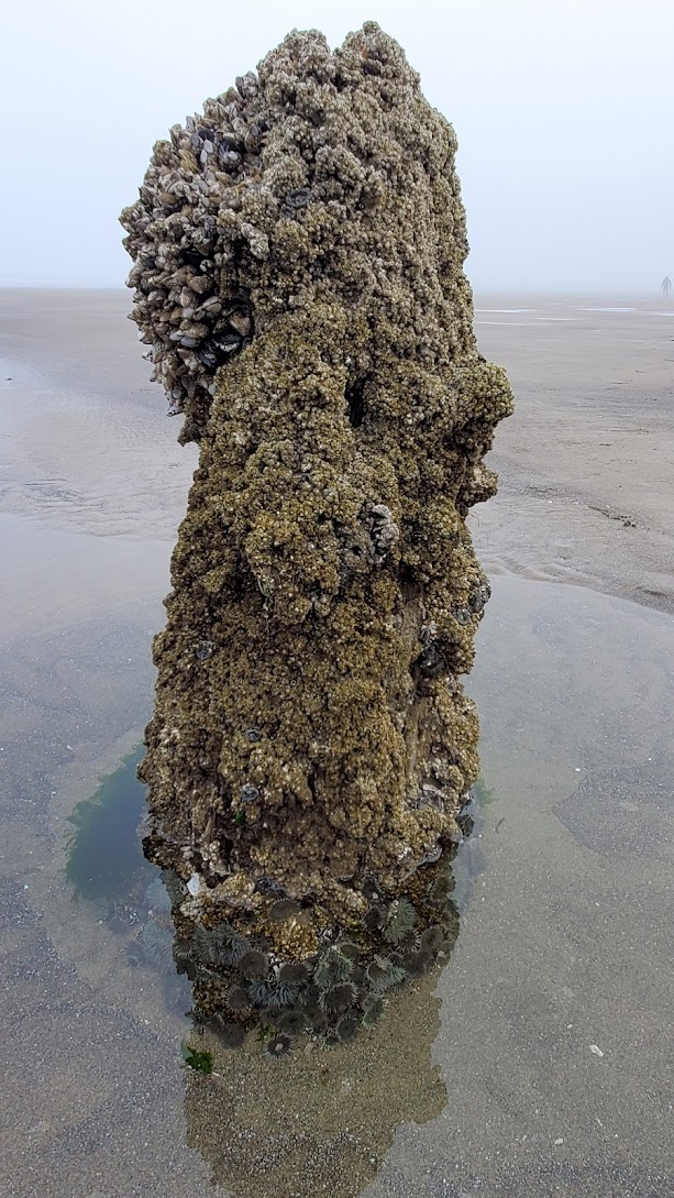 Neskowin Ghost Forest in the early foggy morning at Neskowin Beach