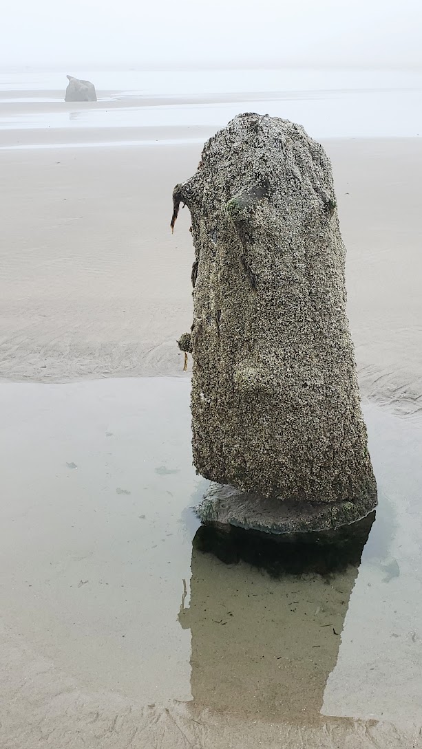 Neskowin Ghost Forest in the early foggy morning at Neskowin Beach