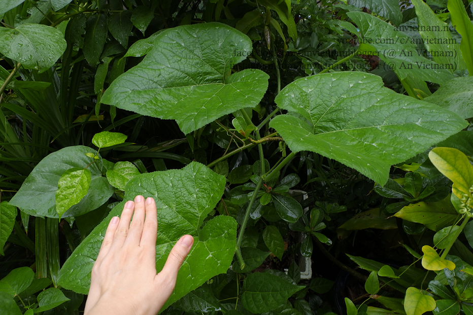 “Góc sân và khoảng trời”