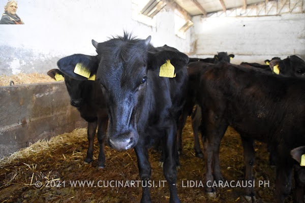 2021-05-23 Azienda Agricola Salvatore Brusca a S.Giuseppe Jato (PA)