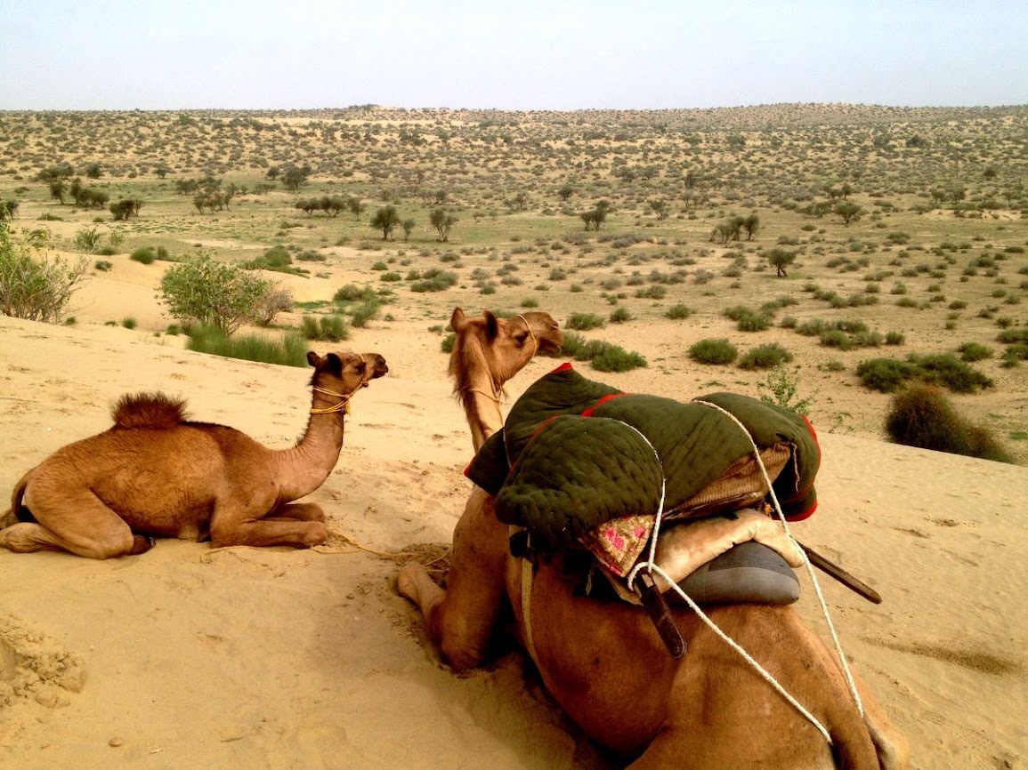 mother and little camels squatting and staring at the desert