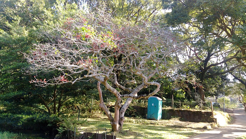 清快塘村植物