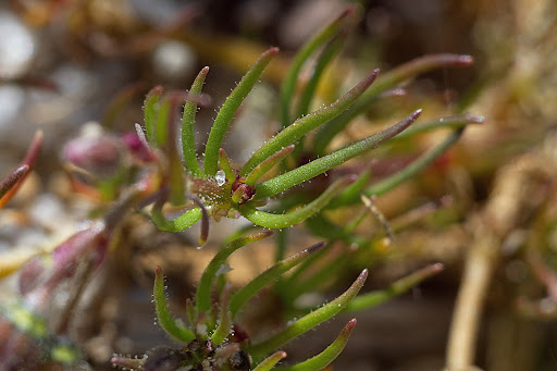 Spergula arvensis