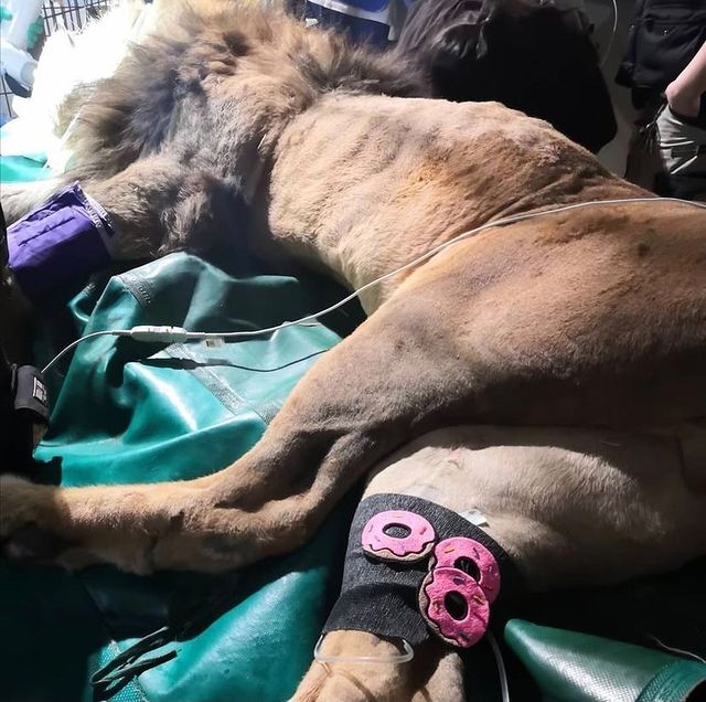 Bandage Art on a dressing on a wild male lion's limb
