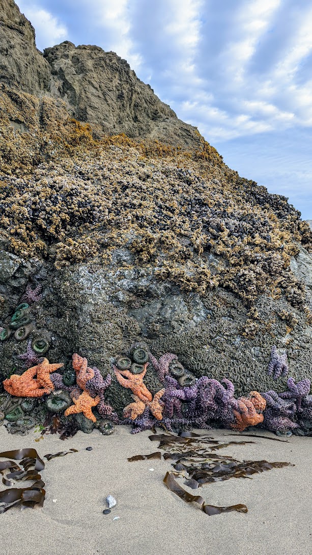 Low Tide at Face Rock Viewpoint in Bandon, Oregon. The sea stacks here make for wonderful and plentiful tidepool exploration