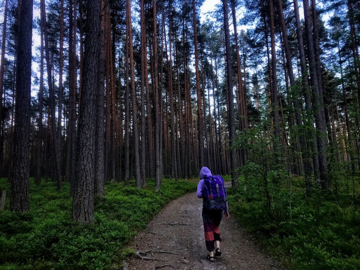 Through the alluring pine forest in lake ladoga russia 