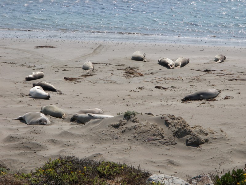 Great Western Bicycle Rally • Elephant Seals in San Simeon