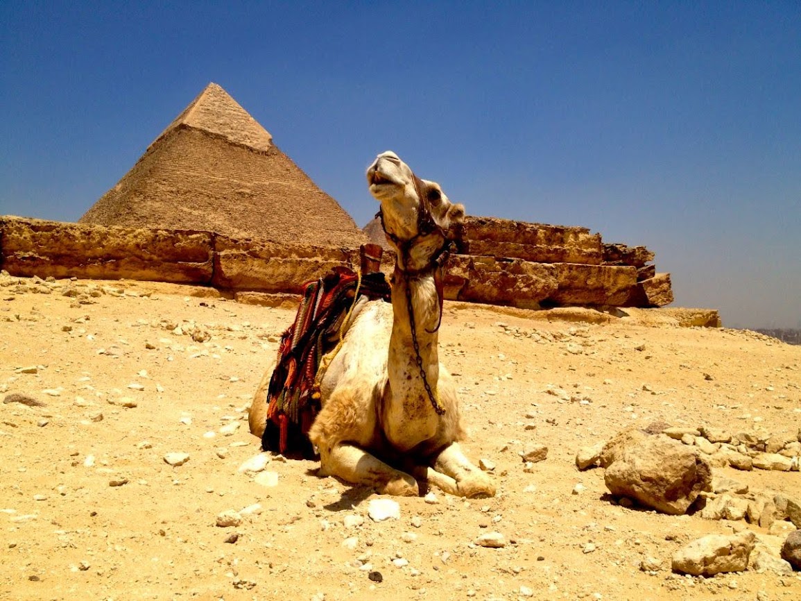 camel kneeling in front of pyramid in giza