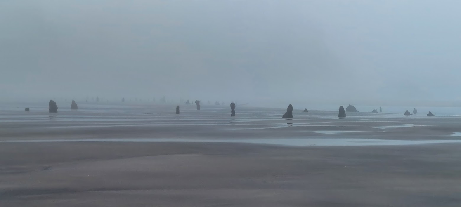 Neskowin Ghost Forest in the early foggy morning at Neskowin Beach