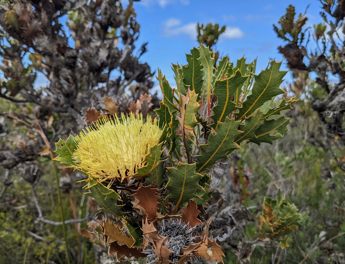 Hakea