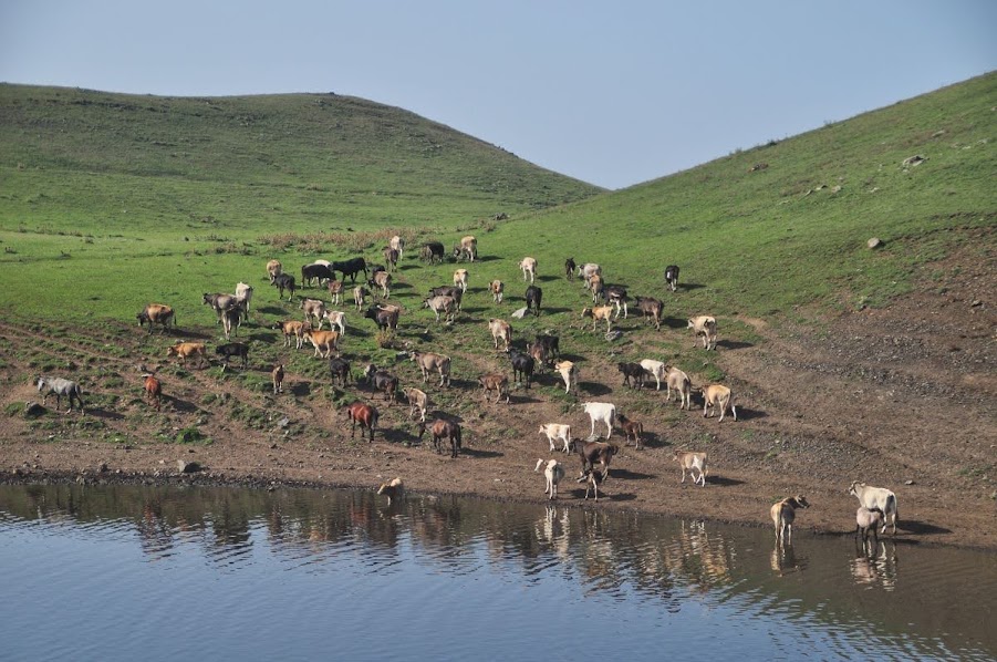 cows scurrying down to mountain lake for a drink in armenia