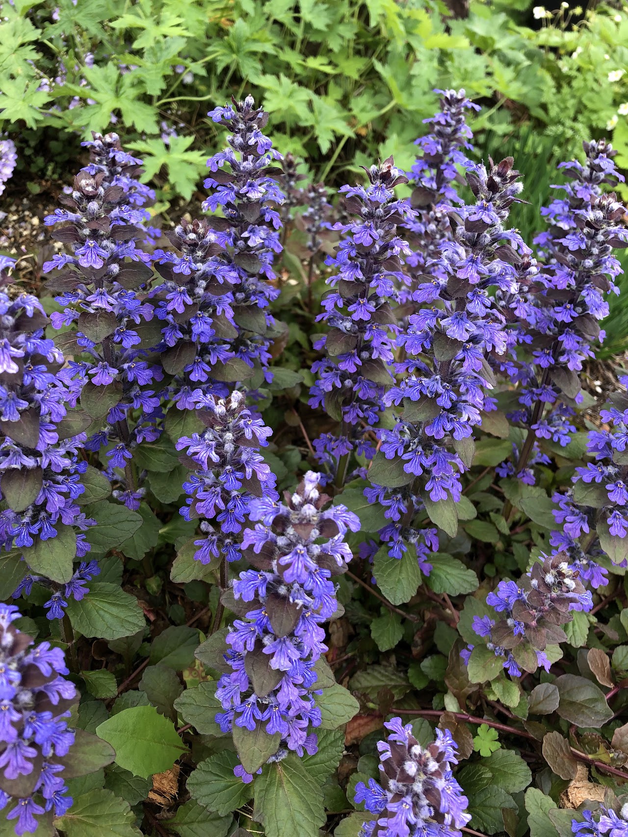 アジュガ・レプタンスの花