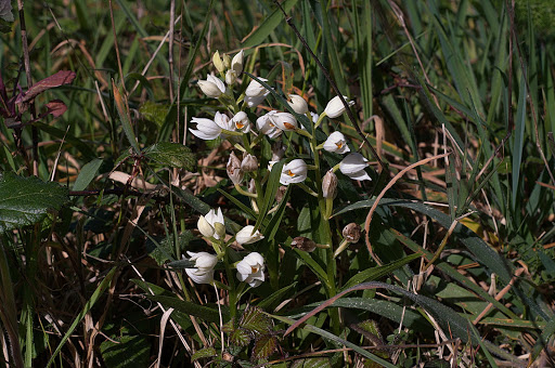 Cephalanthera longifolia