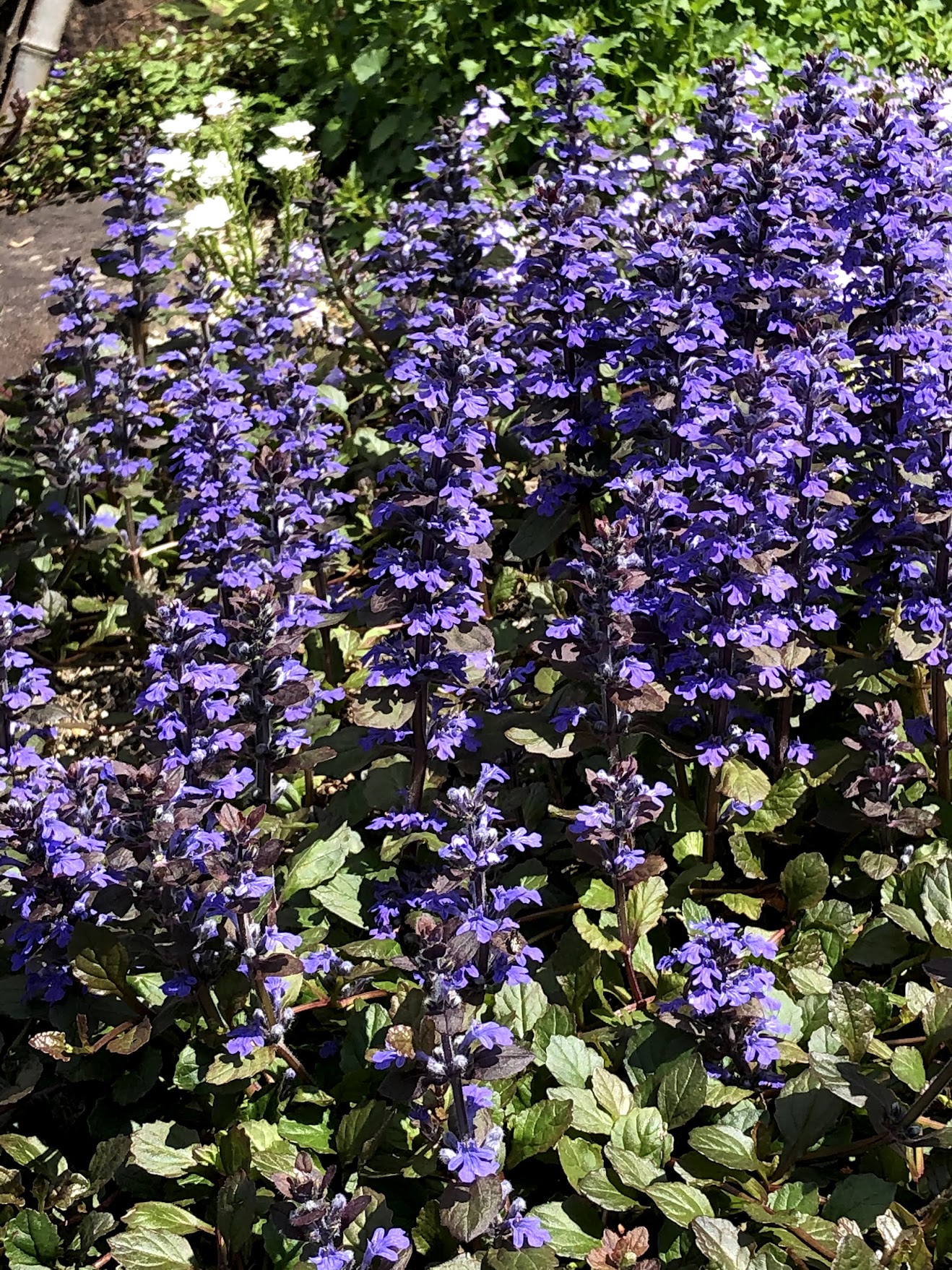 アジュガレプタンスのたくさんの花の写真