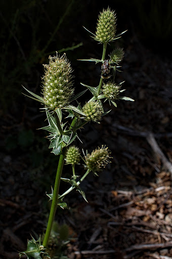 Eryngium duriaei