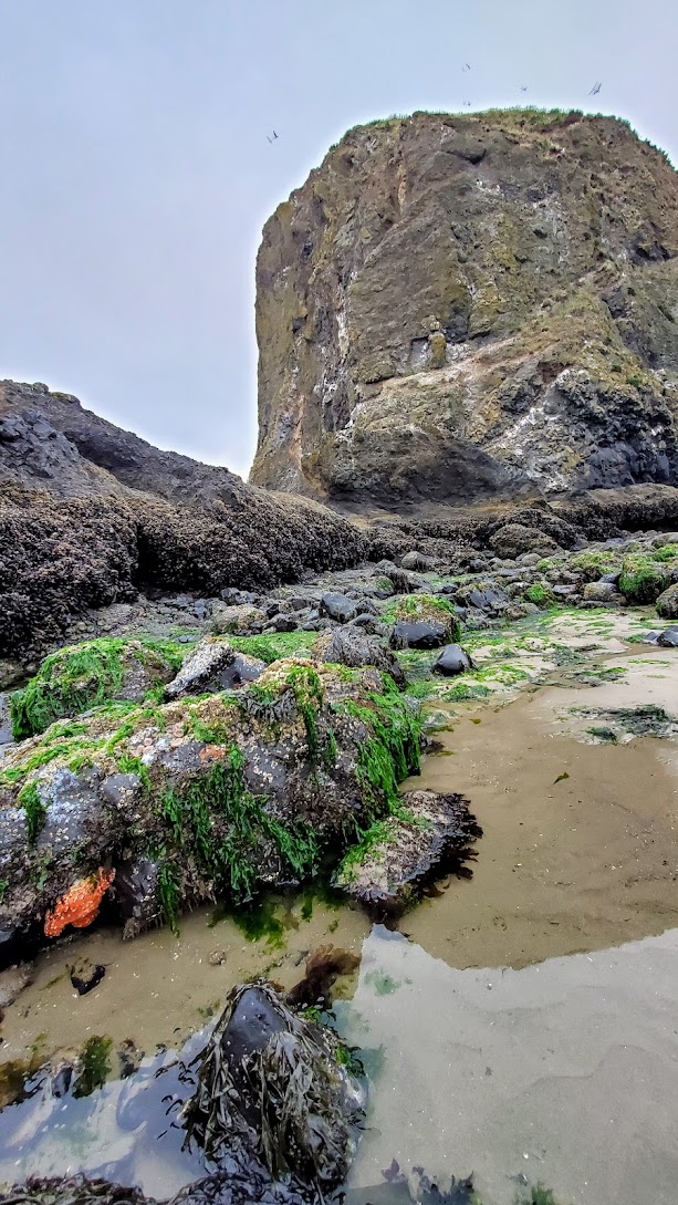 Haystack Rock and The Needles in Cannon Beach at low tide