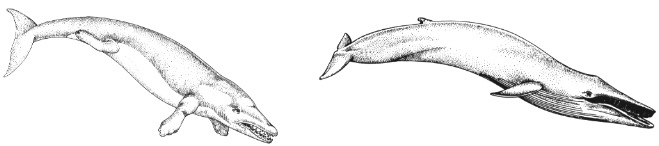 Rodhocetus – Balaenoptera