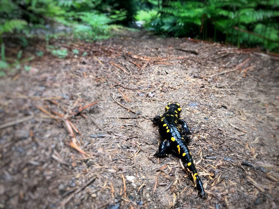 Sharing a trail with clumsy salamander mount xerovouni evia