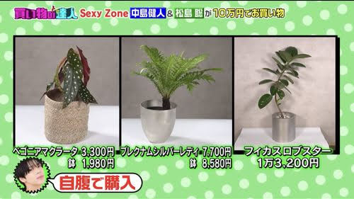 王様のブランチ　SexyZone　観葉植物