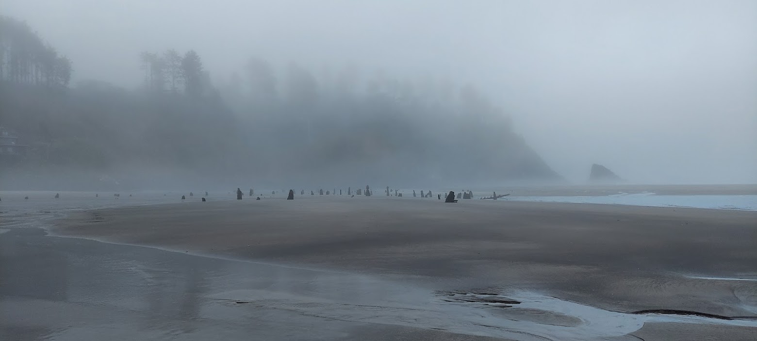 Neskowin Ghost Forest in the early foggy morning at Neskowin Beach