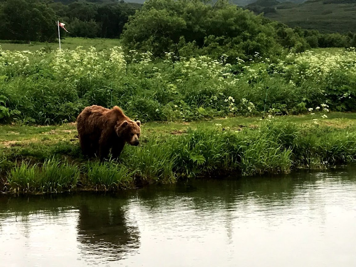 Bear waiting for a meal kurile lake kamchatka russia