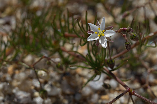 Spergula arvensis