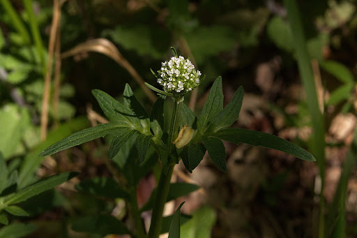 Valeriana dioica