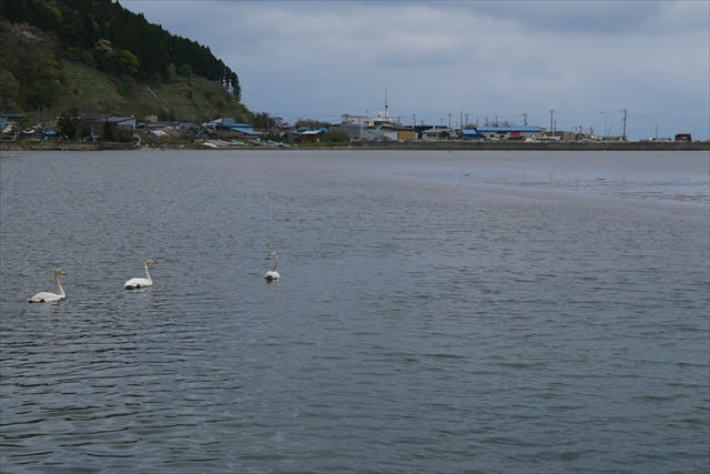 小湊のハクチョウおよびその渡来地