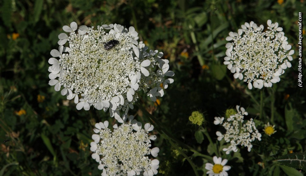 IMGP0915-a