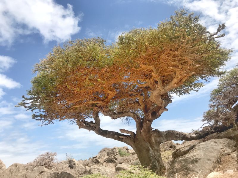 Beautiful Frankincense tree al fazayah oman