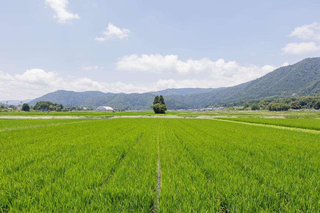 トトロの木│滋賀県高島市で不思議な出会い